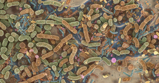 Microscopic view of a diverse and healthy gut microbiome influenced by calcium supplement intake